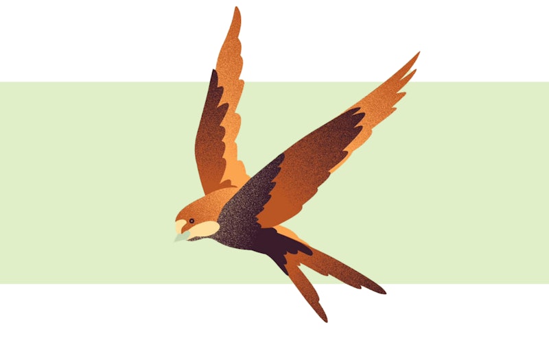A stylised image of a soaring bird in a bright orange colour
