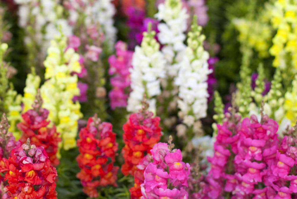 Youth from Umeå sing about their love for God