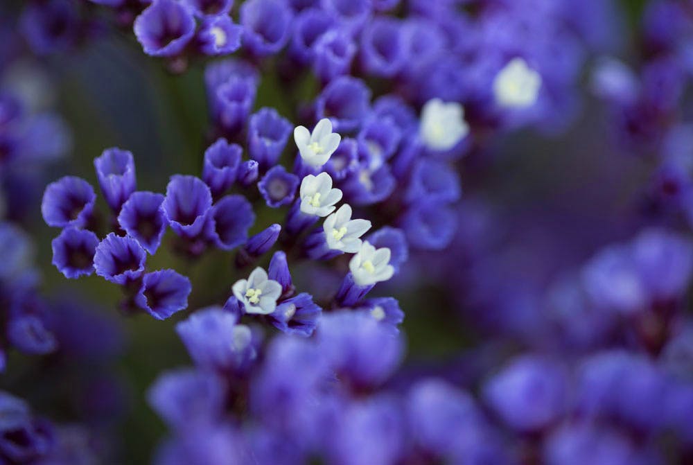 محبوب" شعری از ایالات متحده امریکا"